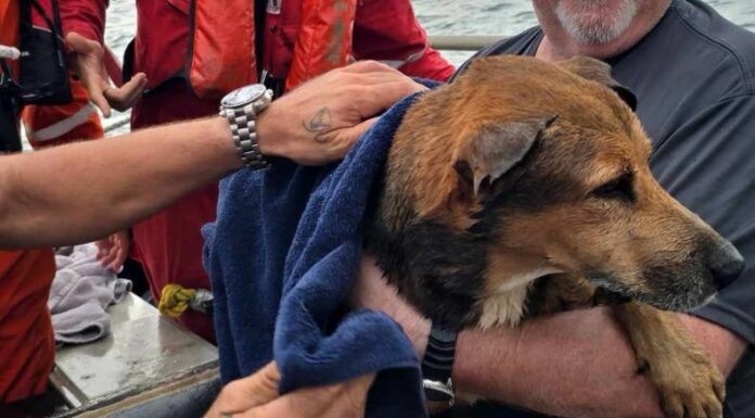 Perrito es rescatado