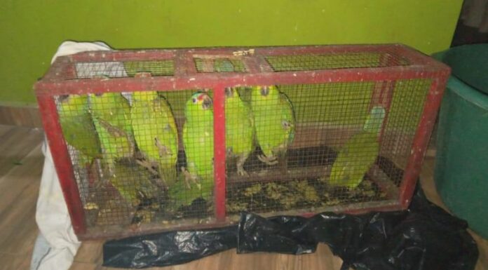 Animales en peligro de extinción