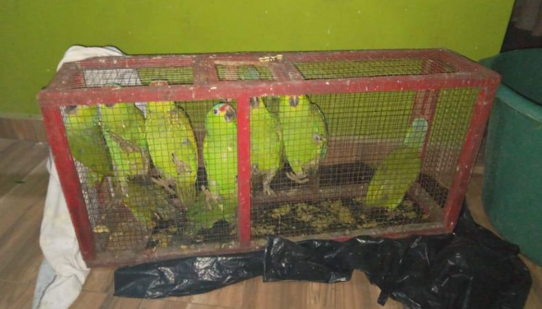 Animales en peligro de extinción