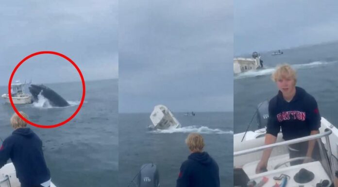 [Video] Una ballena choca con embarcación en Estados Unidos