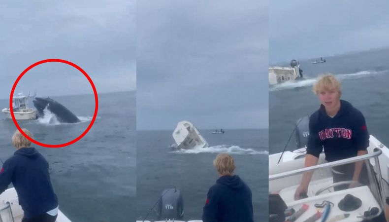 [Video] Una ballena choca con embarcación en Estados Unidos