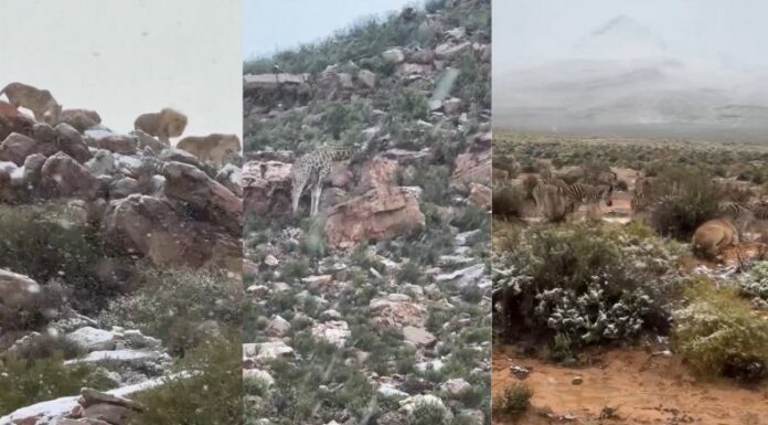 [Video] ¡Sorprendentes caídas de nieve en el sur de África!