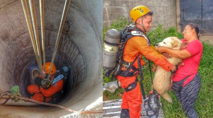 Bomberos rescata a una perrita en Santa Ana