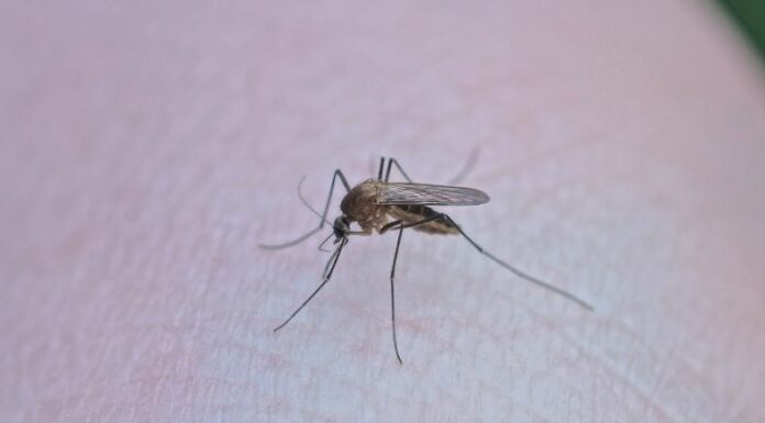 Continúa preocupación por dengue en menores de edad