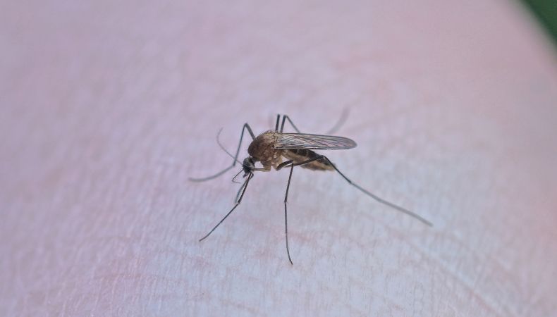 Continúa preocupación por dengue en menores de edad