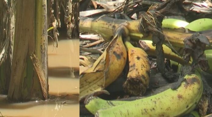 Lluvias afectan plantaciones de plátano