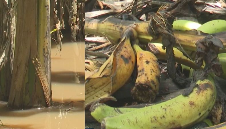 Lluvias afectan plantaciones de plátano