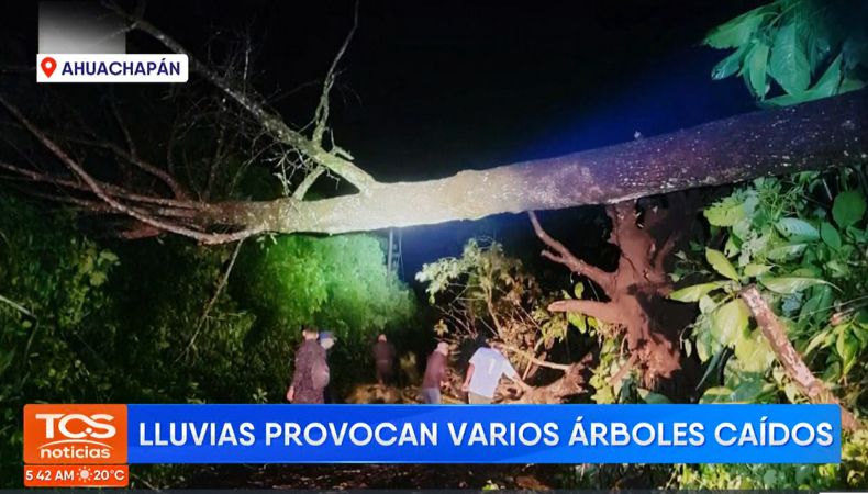 ¡Las fuertes lluvias dejaron varios árboles caídos! Lluvias
