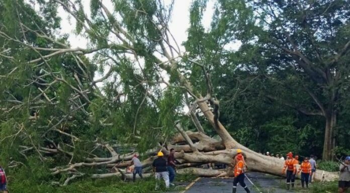 Árbol caído sobre carretera antigua a Zacatecoluca