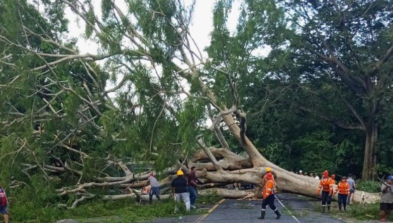 Árbol caído sobre carretera antigua a Zacatecoluca
