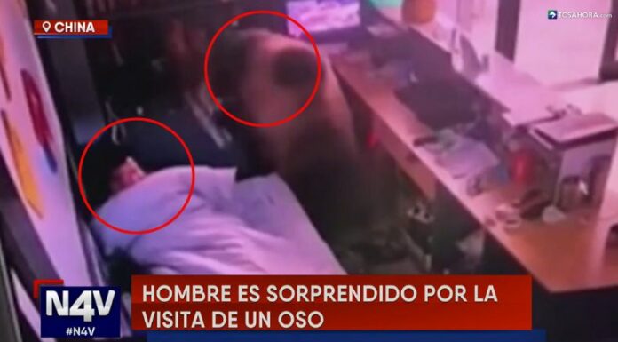 El trabajador de un hotel en China recibió una inusual visita mientras dormía: se trató de un gigantesco oso pardo.