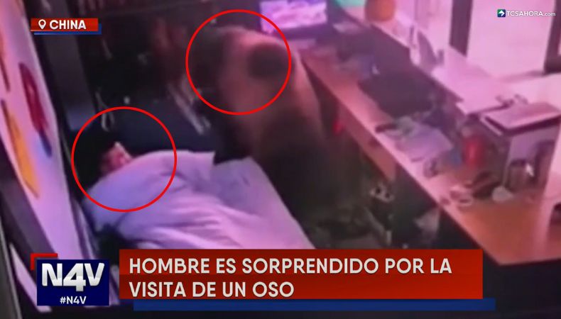 El trabajador de un hotel en China recibió una inusual visita mientras dormía: se trató de un gigantesco oso pardo.