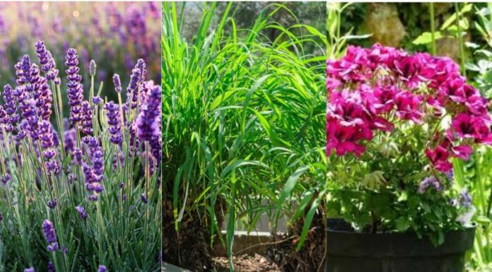 Hay alternativas naturales para ahuyentar a los molestos zancudos, una de ellas es el uso de diferentes plantas.