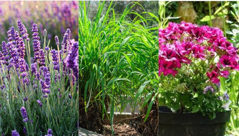 ¡Descubra cuáles son las plantas que ayudan a ahuyentar zancudos! Hay alternativas naturales para ahuyentar a los molestos zancudos, una de ellas es el uso de diferentes plantas.