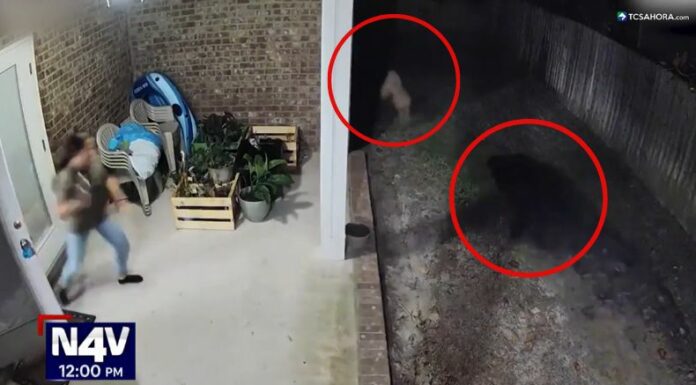 En video quedó registrado el momento exacto en el que un enorme oso negro persiguió a un perrito en Estados Unidos.