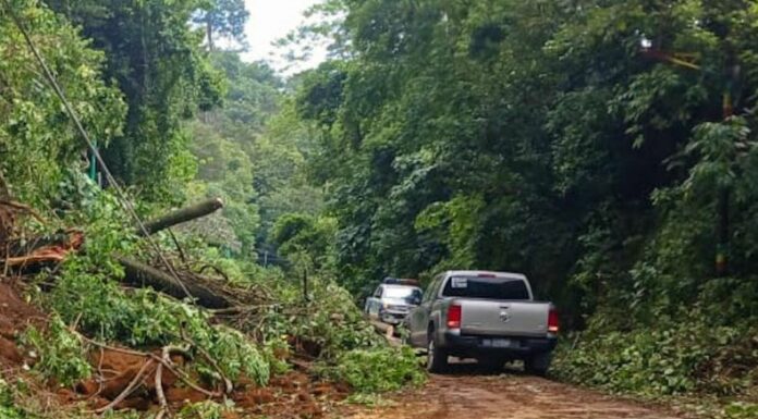 La Policía Nacional Civil reportó el derrumbe de árboles sobre la carretera que de Santa Ana conduce a Sonsonate, a la altura de Chalchuapa.
