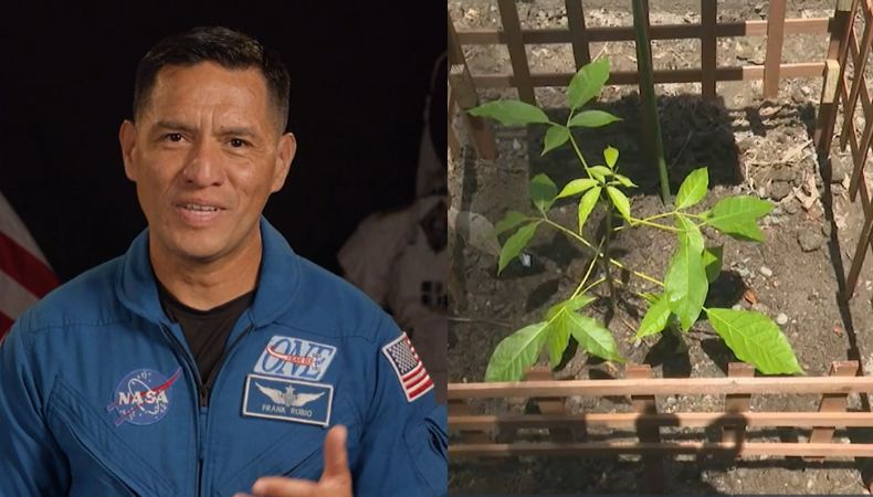 El astronauta, Frank Rubio, llevó al espacio 16 semillas de Maquilishuat. Una de ellas germinó con éxito en El Salvador.
