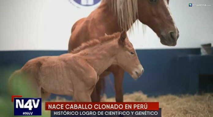 Científicos en Perú anunciaron el nacimiento del primer caballo genéticamente clonado en la región de selva del Amazonas.