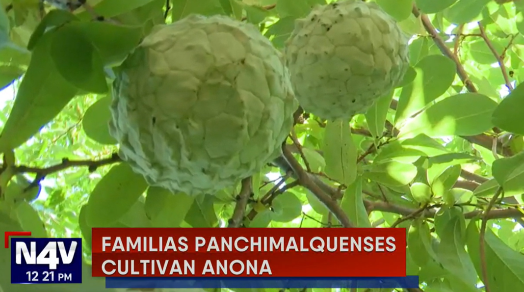 El cultivo de anonas inicia en Panchimalco y los habitantes ofrecen diversos platillos con esa fruta en el tercer festival de esta fruta.