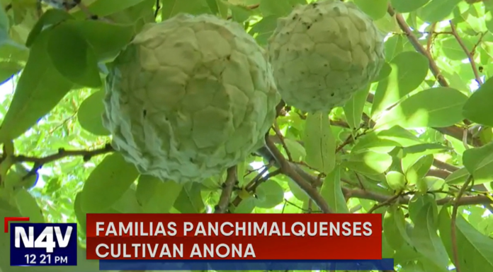 El cultivo de anonas inicia en Panchimalco y los habitantes ofrecen diversos platillos con esa fruta en el tercer festival de esta fruta.