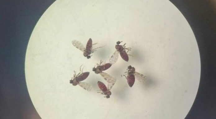 La Organización Panamericana de la Salud informó que Honduras ocupa el primer lugar de casos de dengue en la región centroamericana.