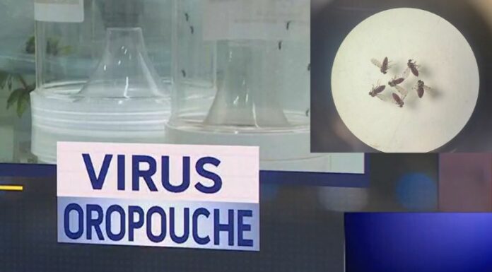 La OPS/OMS emitió recientemente una alerta epidemiológica en la región de Las Américas por un brote del virus Oropuche (OROV).