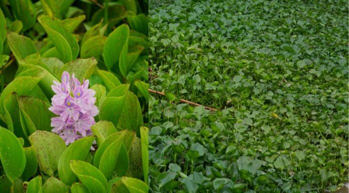 La proliferación del jacinto de agua se convierte en una amenaza directa para los ecosistemas acuáticos y para los pescadores.