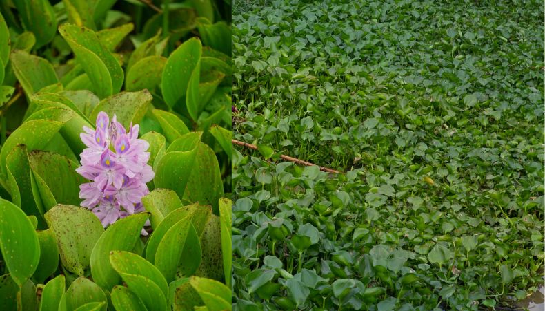 La proliferación del jacinto de agua se convierte en una amenaza directa para los ecosistemas acuáticos y para los pescadores.