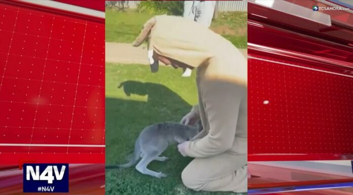 Un hombre en Australia se disfrazó de canguro para salvar a un inesperado visitante que llegó hasta el jardín de su casa.