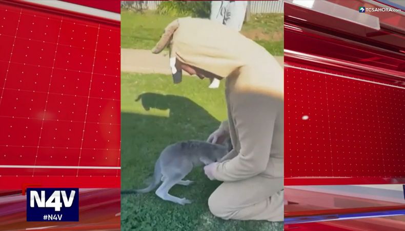 Un hombre en Australia se disfrazó de canguro para salvar a un inesperado visitante que llegó hasta el jardín de su casa.