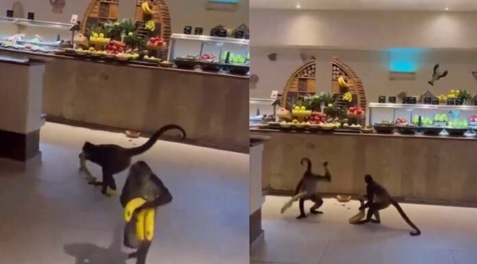 En redes sociales se vuelve viral tras revelarse un video, donde unos monos son los protagonistas, luego de robarse los plátanos.