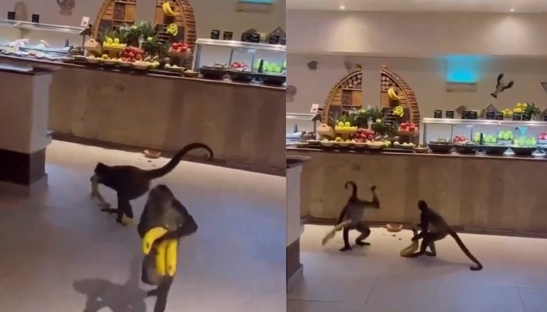 En redes sociales se vuelve viral tras revelarse un video, donde unos monos son los protagonistas, luego de robarse los plátanos.