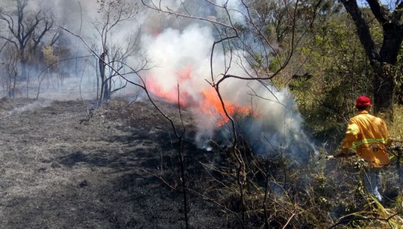 Autoridades brasileñas declararon alerta máxima por incendios forestales reportados en varias ciudades de San Pablo.