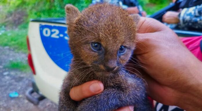La Policía rescató a un cachorro de gato montés, que se localizó en una comunidad del departamento de Santa Ana.