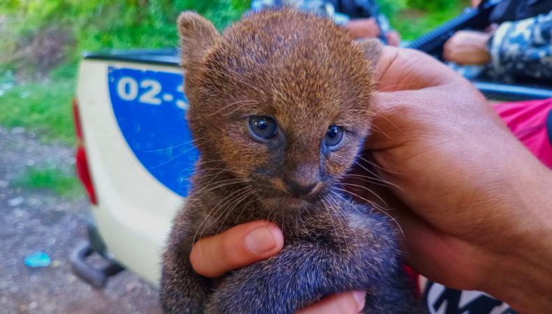 La Policía rescató a un cachorro de gato montés, que se localizó en una comunidad del departamento de Santa Ana.