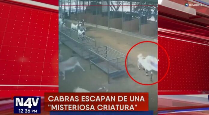 Las cabras de una granja emprendieron un inusual escape tras observar a una extraña creatura dentro del corral.