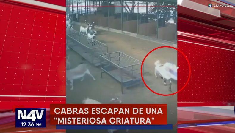 Las cabras de una granja emprendieron un inusual escape tras observar a una extraña creatura dentro del corral.