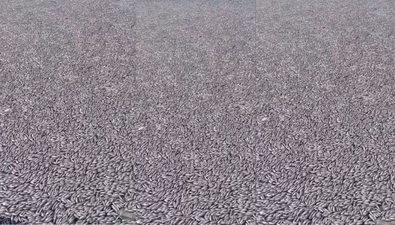 Una mortandad de peces activa un sistema de emergencias en la ciudad portuaria de Volos, en Grecia. Trabajan contra reloj para retirarlos.