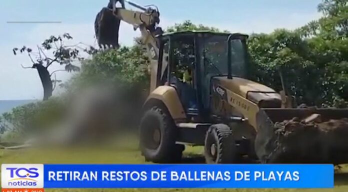 Según Medio Ambiente, las ballenas fueron contradas en la playa Los Cóbanos y playa Calle La Bocana, ambas en Acajutla.