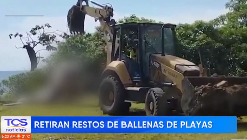 Según Medio Ambiente, las ballenas fueron contradas en la playa Los Cóbanos y playa Calle La Bocana, ambas en Acajutla.