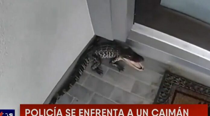 Desde la puerta de su casa, un oficial de Policía de Texas se grabó mientras se enfrentaba a un caimán que parecía agresivo.