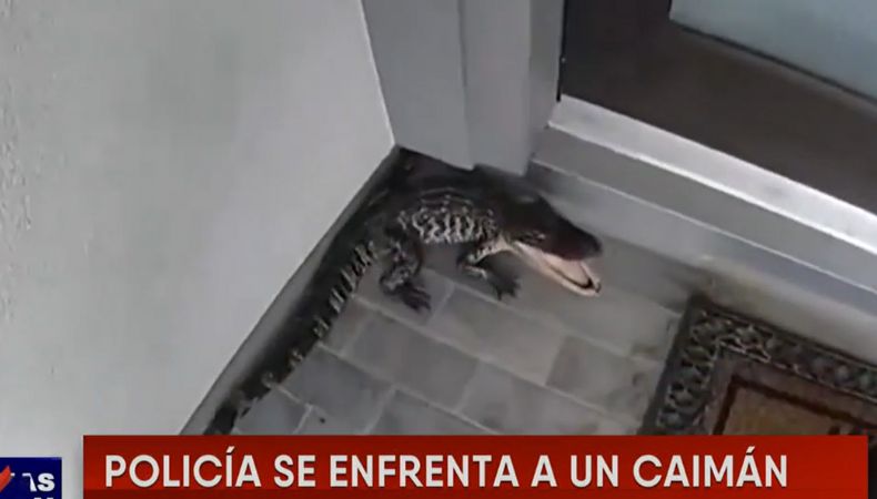 Desde la puerta de su casa, un oficial de Policía de Texas se grabó mientras se enfrentaba a un caimán que parecía agresivo.