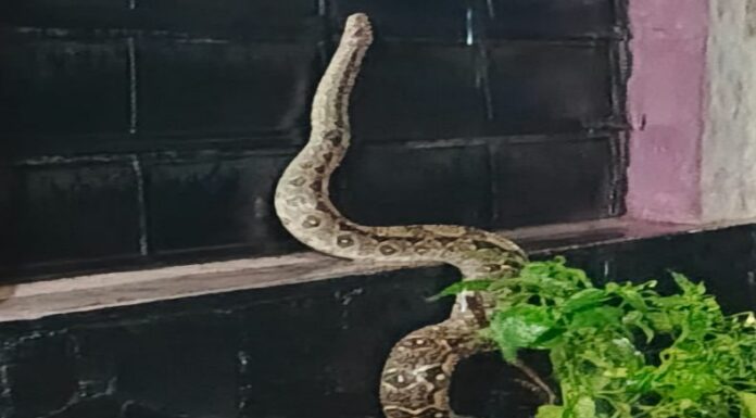 La serpiente se encontraba en el interior de la vivienda y fue trasladada a un lugar seguro para ser liberada en su hábitat natural.