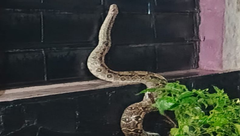 La serpiente se encontraba en el interior de la vivienda y fue trasladada a un lugar seguro para ser liberada en su hábitat natural.
