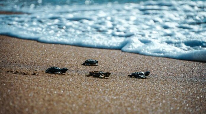 En las costas salvadoreñas ya se preparan para el inicio de la anidación de tortugas marinas a partir de este mes y de lo que resta del año.
