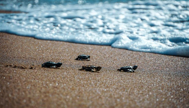 En las costas salvadoreñas ya se preparan para el inicio de la anidación de tortugas marinas a partir de este mes y de lo que resta del año.