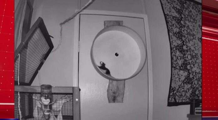 Animales con habilidades deportivas se convirtieron virales en redes sociales tras demostrar que pueden practicarlos como un humano.