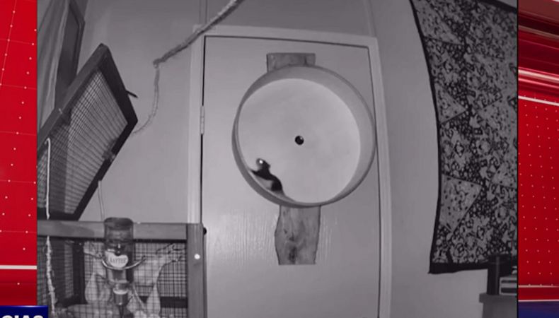 Animales con habilidades deportivas se convirtieron virales en redes sociales tras demostrar que pueden practicarlos como un humano.