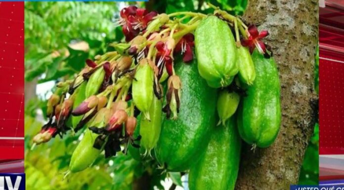 Una fruta muy popular en el país, pero a su vez muy recordada por los salvadoreños, te presentaremos en la sección de ¿Usted qué cree?