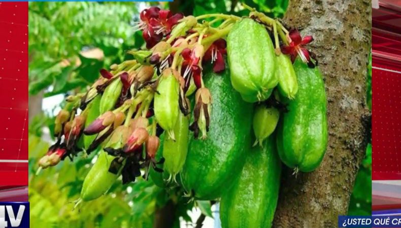 Una fruta muy popular en el país, pero a su vez muy recordada por los salvadoreños, te presentaremos en la sección de ¿Usted qué cree?